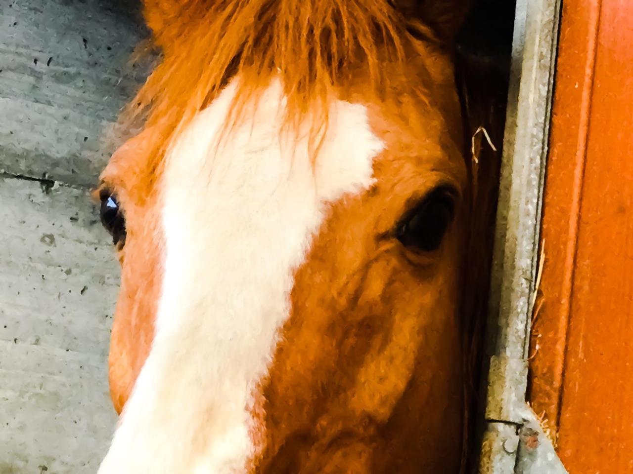 Chèvres à Cheval - Apartment Aoste Extérieur photo